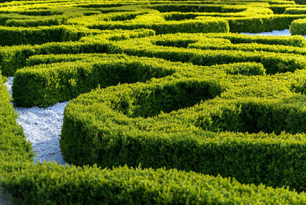 Labyrinthe végétal.jpg